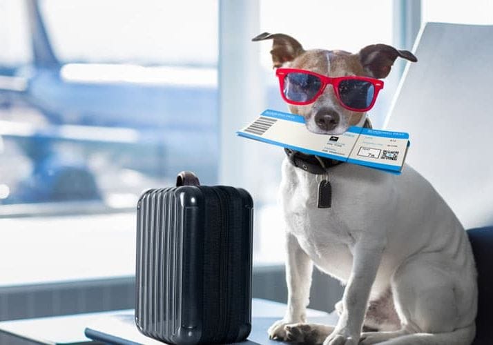 Un petit chien avec une valise et un billet d'avion dans la gueule dans un aéroport